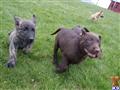 dutch shepherd puppy posted by Rick Swenson